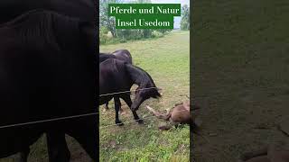 PFERDE und NATUR  Insel Usedom  Auf der Sonneninsel Usedom an der Ostsee [upl. by Norek]