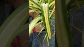 Pandanus veitchiii plant repotting 🪴🪴  plants  garden [upl. by Audwin]