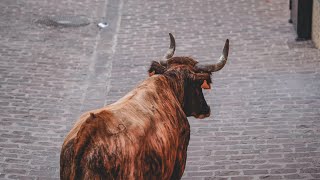 Toros tercera tarde Barrio Castellón  Toro de calle  Onda [upl. by Ardle]