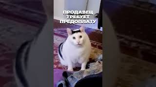 СМЕШНОЙ КОТИК МЯУКАЕТ ИЗЗА ОДЕЖДЫ [upl. by Lilla]