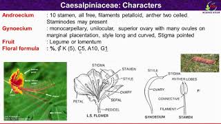 Caesalpiniaceae Family FeaturesMorphological and Floral Characteristics Caesalpinae [upl. by Goldi]