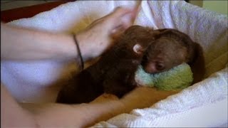 Baby Sloth Twins Are Inseparable [upl. by Ocsic]