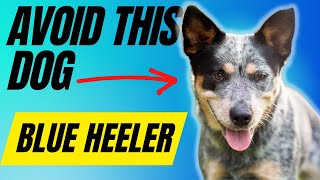 Avoid Owning A Blue Heeler Unless You Have These 7 Things [upl. by Tirrag452]