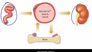 Calcium Ion Regulation in Bone and Blood [upl. by Attalanta]