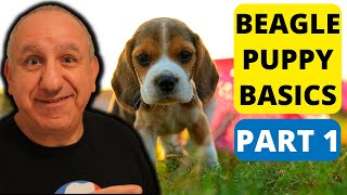 Watch This Before You Get A Beagle Puppy  Part 1 [upl. by Nell]