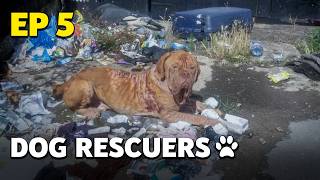 The Dog Rescuers Episode 5  Dumped amp Abandoned  Full Documentary [upl. by Adleme]