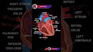 3D animation Human heartblood flow in human heart biology ncert cbse viralvideo facts [upl. by Dnalyag978]