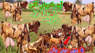 New Breed ghujtari Nsal ki bakrian  for sale special gift offer  Hassan goat farm 03133502828 call [upl. by Leboff]