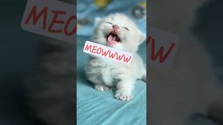 kitten sounds to attract kittens💕😻 shorts kitten cute ytshorts cat cuteanimals trending [upl. by Neils]