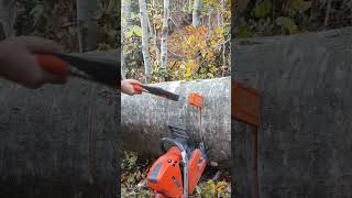 husqvarna logging chainsaw lumberjack asmr bushcraft forest satisfying wood tree axe [upl. by Naved804]