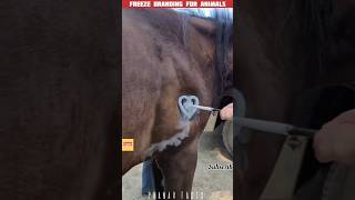 How Freeze Branding works for Animals 🥺🤯 shorts facts [upl. by Kinemod226]