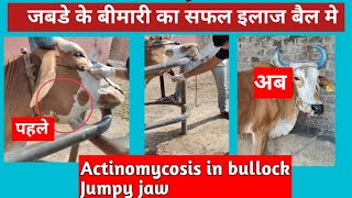 बैल मे जबड़े की गंभीर बीमारी का इलाज l Actinomycosis in bullock l Lumpy jaw Drmandloi [upl. by Annohs372]