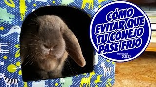 CONEJOS EN INVIERNO 🐰 Como EVITAR Que Mi Conejo Pase FRIO ❄️ [upl. by Capriola740]