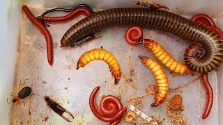 One Giant Millipede and Many Red Millipedes in the Wet Colony of the Building insects aminals [upl. by Ninahs]