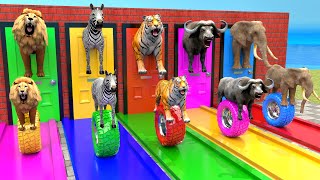 Elephant Lion Gorilla Tiger Hippo Guess The Right Door ESCAPE ROOM CHALLENGE Animals Tire Game [upl. by Nilyac]