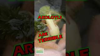 Axolotls Are TERRIBLE 😮 [upl. by Harts]