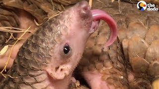 Pangolins Are Weirdly Amazing  The Dodo [upl. by Klingel]