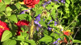 Hummingbird Moth versus Hummingbird [upl. by Ybhsa237]