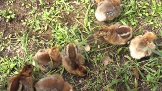 Bielefelder Chicks Playing Outside  3 Days Old [upl. by Carlota840]