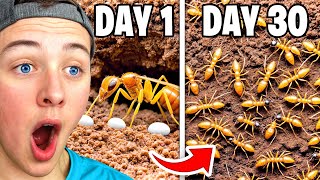 Reacting To 30 DAY ANT COLONY SIMULATION [upl. by Asta972]