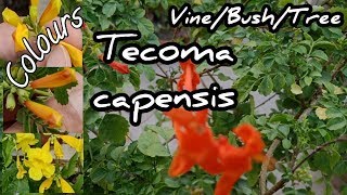 How to grow Tecoma Capensis  Care of Cape Honeysuckle  Trumpet Vine  Urdu Hindi [upl. by Yevoc]