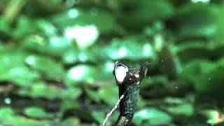 Frog Fail Dragonfly escapes frog attack [upl. by Acinhoj]