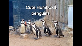 Very cute Humboldt penguins Spheniscus humboldti [upl. by Elawalo721]