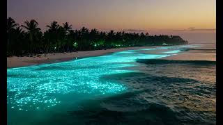 “Bioluminescent Plankton Lighting Up the Waves on a Tropical Beach” [upl. by Bettencourt]