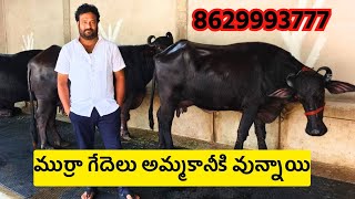 no 1 నాణ్యమైన ముర్రా గేదెలు అమ్మకానికి ఉన్నాయి  8629993777  Murrah Buffaloes For Sale [upl. by Adore165]