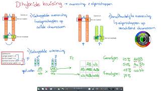 Klas 4  Dihybride kruising Gekoppelde overerving en Onafhankelijke overerving  Erfelijkheid [upl. by Rettig797]