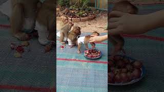 Three Little Si Orderly When Eat Red Grapes cuteanimal shortsvideo shots [upl. by Hadeis]