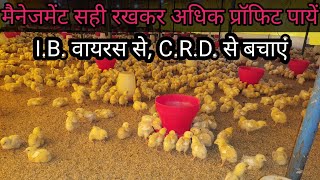 IB वायरस और CRD से बचाव [upl. by Hinze]