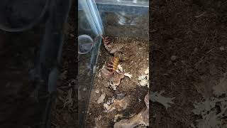 Giant centipede catches mouse centipede scolopendra arthropods viral nature animals wildlife [upl. by Adnirod]