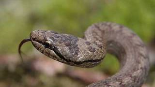 Identifying snakes in the UK hope its helpful [upl. by Dust467]