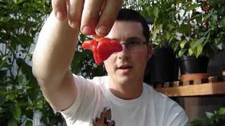 Jamaican Hot Red Pod Test [upl. by Devy]