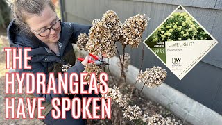 Pruning my Limelight Hydrangea  How to Prune Paniculata Hydrangeas [upl. by Lennej]