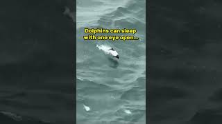 Do Dolphins sleep [upl. by Jeramey]