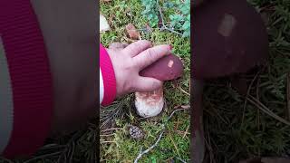 Fresh mushrooms from Finnish forest 41 [upl. by Eikcor]