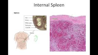 Secondary Lymphatic Organs [upl. by Josler]