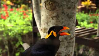 WOW TALKING MYNAH BIRD  Amazing speaking bird says quotIm Mr Speakerquot quotSawadikaquot quotHelloquot [upl. by Ware]