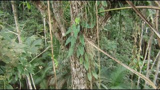 Topo da floresta  Forest canopy  Itajaí southern Brazil  Cupania vernalis [upl. by Halverson]