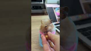 Hamster sahiplenecekseniz ilk almanız gereken eşyaMama sandalyesi😂 youtubecreatorcommunity [upl. by Eilac316]