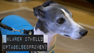 Kan Othello blive besøgshund Fuldt hus til optagelsesprøve for hunde [upl. by Enyleuqcaj]