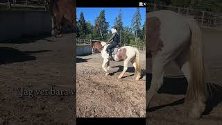 Hector och dodis🎀 horses horse equestrian pony equineenergy [upl. by Robby]