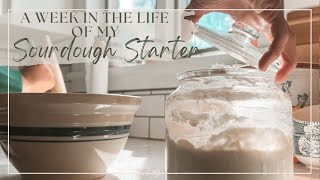 How I USE My Sourdough Starter in a Week [upl. by Ahsieyn324]