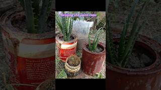 I plant succulent on old paint cansReusing cansyoutubeshorts succulent viralvideo trending [upl. by Eido]