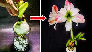 Growing Amaryllis In Water Time Lapse Bulb To Flower [upl. by Maibach936]