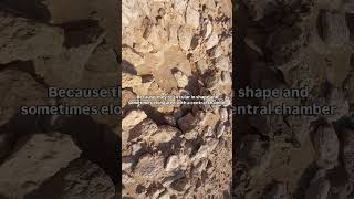 Here’s another reel from the Bronze Age Site of Hafit Period Ras alHadd [upl. by December377]