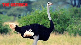 Large Ostrich At the Nairobi National Park  By HDRCX405 Handycam [upl. by Eelasor]