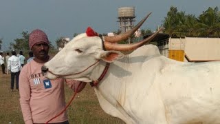 Aadi maidan live  bailgada sharyat Live [upl. by Ahsitan]